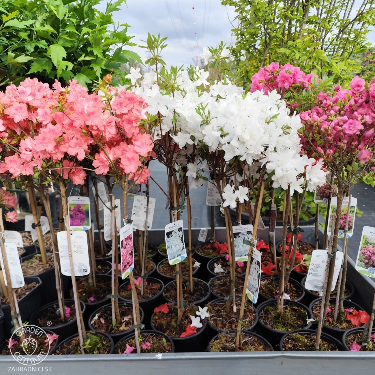 Obrázok Azalka japonská (Azalea japonica) ´BLAAUW´ S PINK´ - výška 60-70 cm, kont. C2L - NA KMIENKU